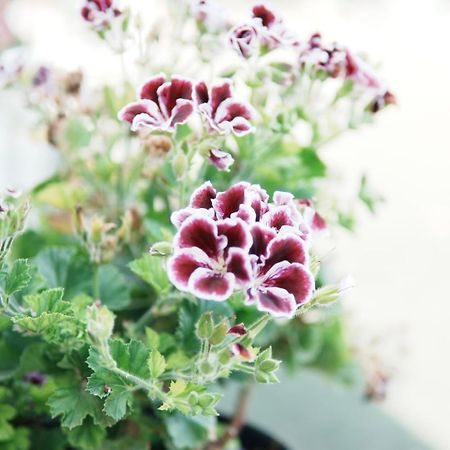 Gardenia Rooms Saranda Zewnętrze zdjęcie